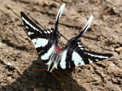 Swallowtail in the sun