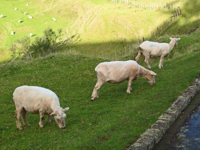 Shorn sheep in the shade