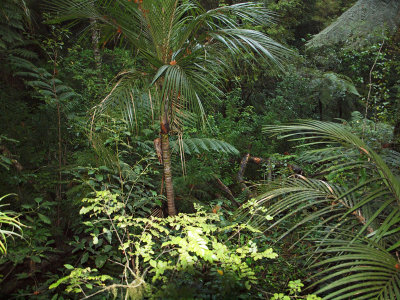 A subtropical forest