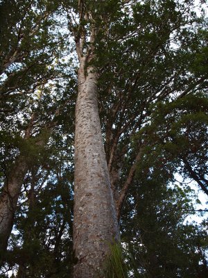 Straight trunk of the Kauri tree