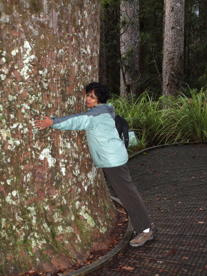 Becoming one in spirit with the Kauri tree