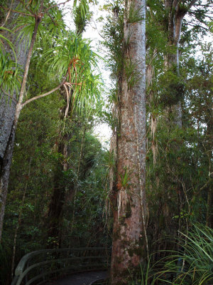 More Kauri trees
