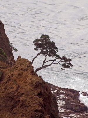 The pohutukawa tree clinging to the rock