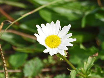 Flower blooms under tough winter conditions