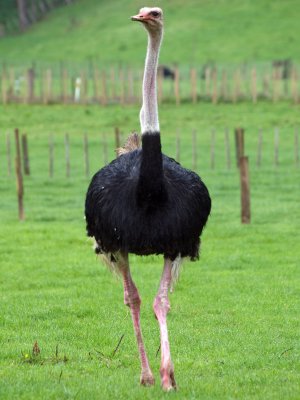 The male ostrich comes trotting by