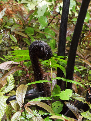 A Koru a growing fern and a symbol of NZ