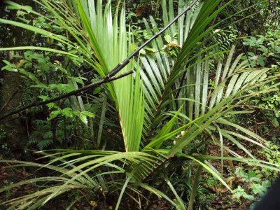 A young Nikau tree - NZ's native palm