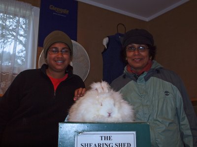 Rabbit to be shorn