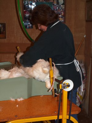 Shearing a rabbit