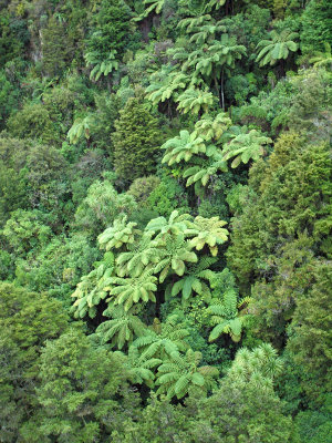 Unique vegatation - tree ferns line the gorge