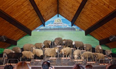 All the sheep on the stage