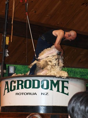 Shearing the sheep