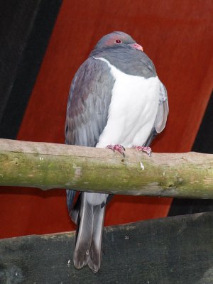 The Kereru - NZ Wood Pigeon