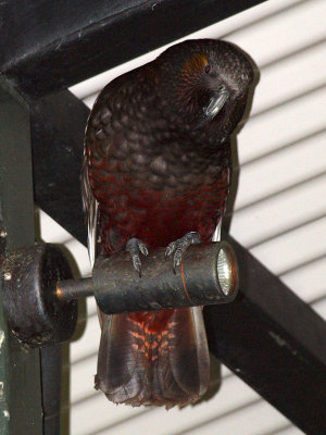 Morepork - Native owl of NZ