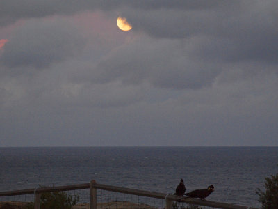 With the black cockatoos and the moon as the sun sets
