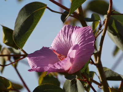 Another desert flower