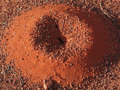 The ant hill