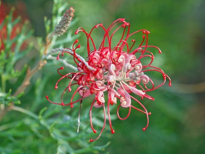 Grevillia