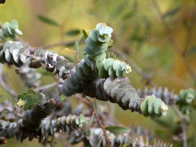 Unique leaves