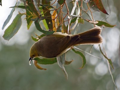 Unidentified australian bird