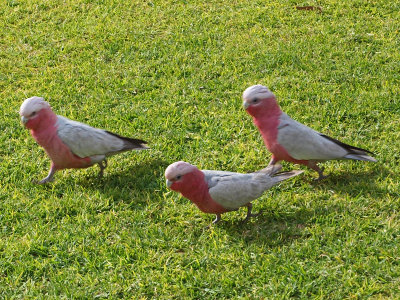 Rose breasted cockatoo