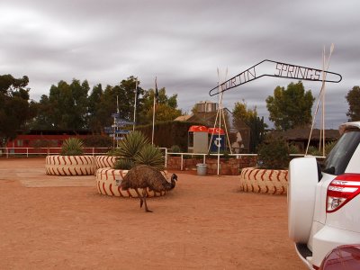 Visitor from the Emu farm