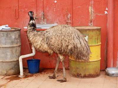The thirsty emu