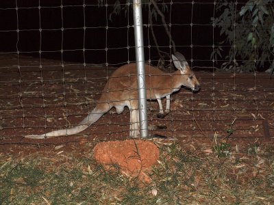 A young roo behind the fence