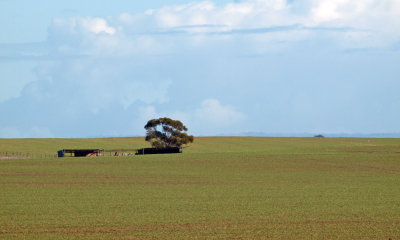 The solitary tree