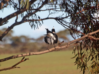 Rear end of a magpie