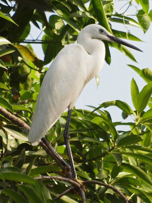 The egret