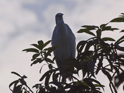 Unidentified bird