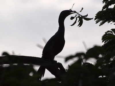 Broken branch for the nest