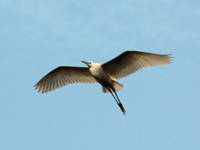 The egret flies away