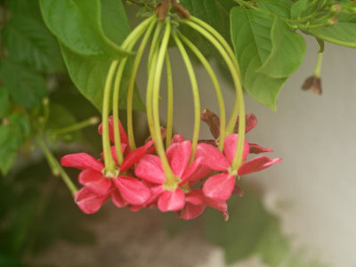 Garden flowers