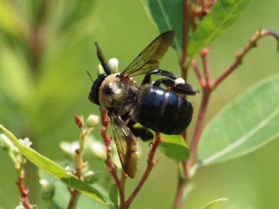 A busy bee