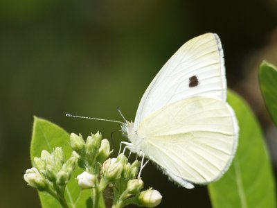 A cabbage white butterfly