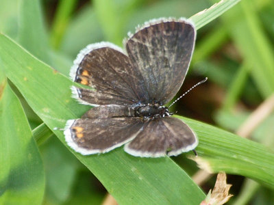 An Azure butterfly