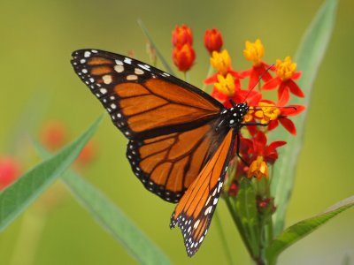 Spots on a Monarch