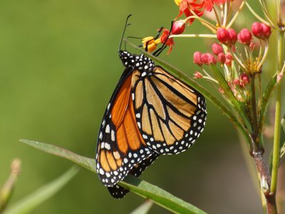 Up-side-down monarch