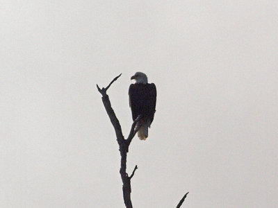 The bald eagle