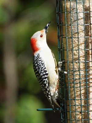 Closer to the Red-bellied woodpecker