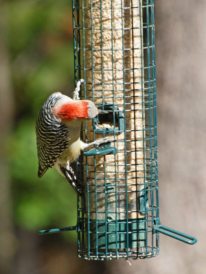 Digging for food - Red-bellied woodpecker