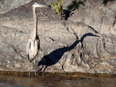 Heron with its shadow