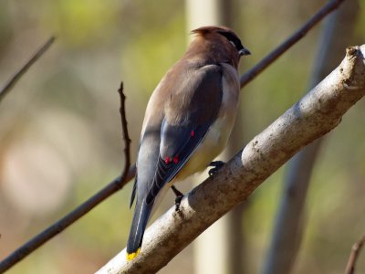 Cedar Waxwing