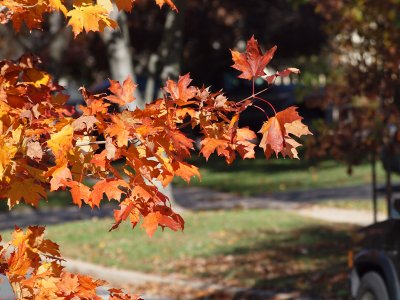 Great shades of red