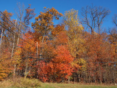 Splash of colors by the roadside