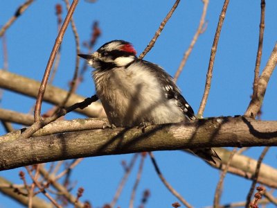 Up on a tree - Downy Woodpecker