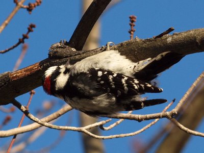 Upsidedown - Downy Woodpecker