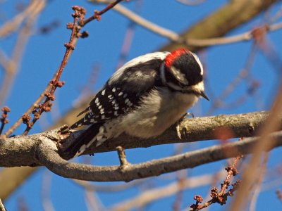 Smile for the camera - Downy Woodpecker